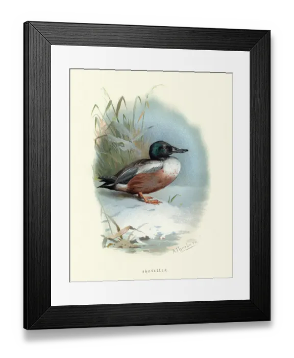 Framed Print : Wildlife, Birds, Northern shoveler, Spatula clypeata Framed Print : Wildlife, Birds, Northern shoveler, Spatula clypeata