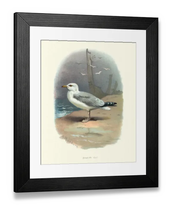 Framed Print : Wildlife, Birds, European herring gull (Larus argentatus)