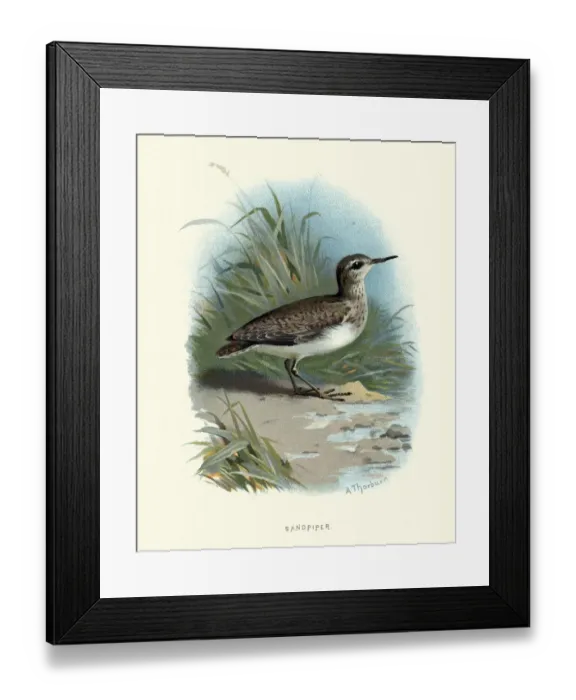 Framed Print : Natural History, Birds, common sandpiper (Actitis hypoleucos) Framed Print : Natural History, Birds, common sandpiper (Actitis hypoleucos)