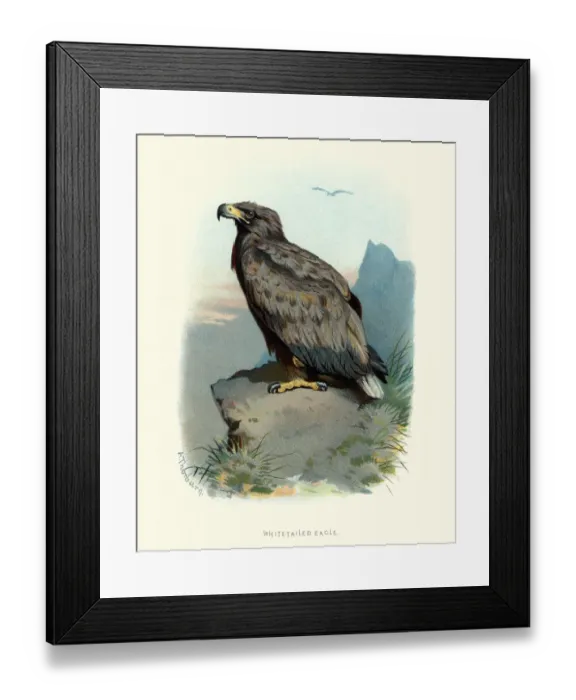 Framed Print : Natural History, Birds, white-tailed eagle (Haliaeetus albicilla) Framed Print : Natural History, Birds, white-tailed eagle (Haliaeetus albicilla)