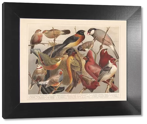 Non-European songbirds, chromolithograph, published in 1897