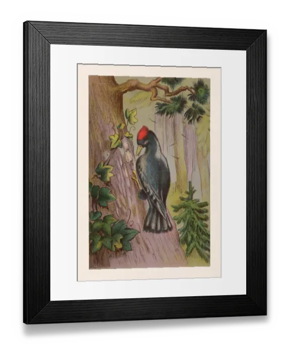 Framed Print : Black woodpecker (Dryocopus martius), chromolithograph, published in 1888 Framed Print : Black woodpecker (Dryocopus martius), chromolithograph, published in 1888