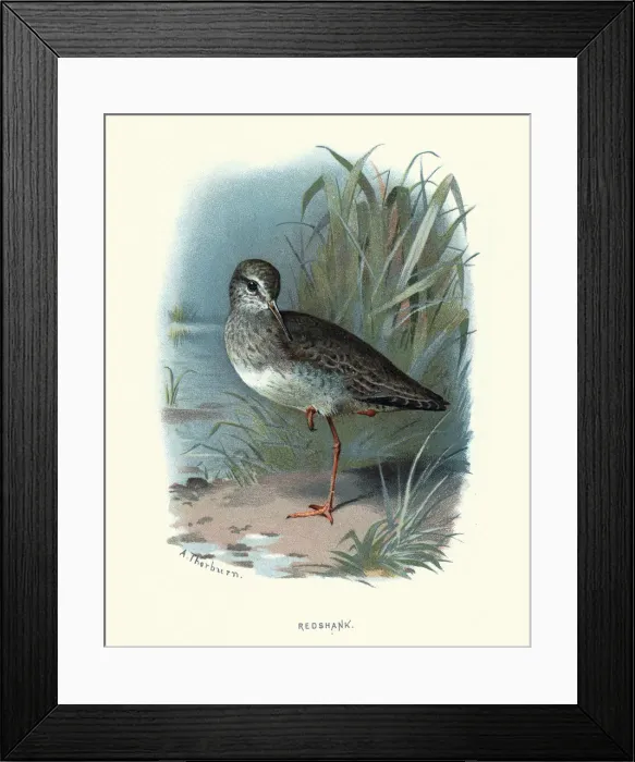 Framed Print : Natural history, birds, Waders, redshank Framed Print : Natural history, birds, Waders, redshank