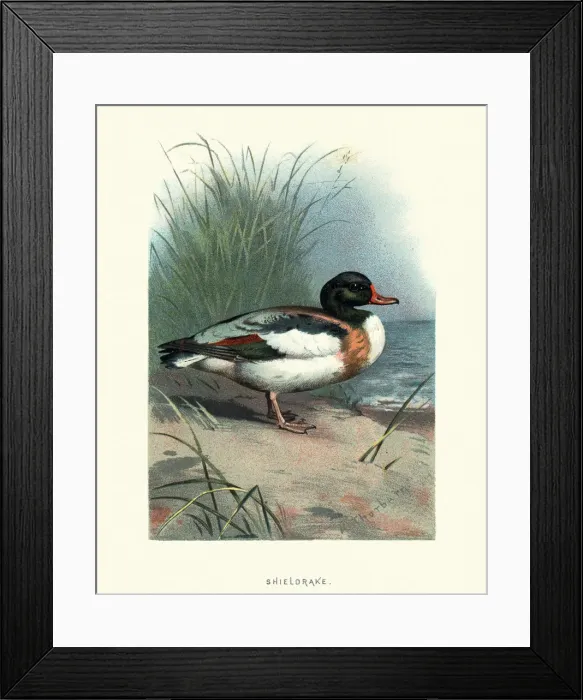 Framed Print : Natural history, Birds, common shelduck (Tadorna tadorna) Framed Print : Natural history, Birds, common shelduck (Tadorna tadorna)