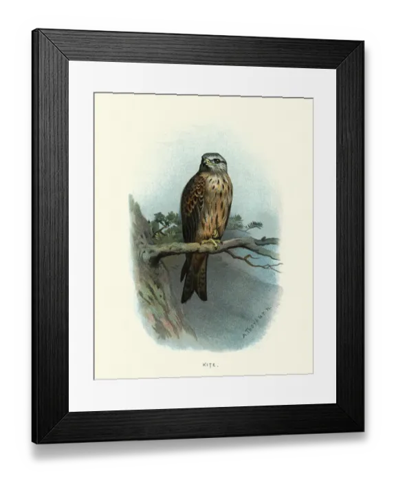 Framed Print : Natural history, birds of prey, Red kite (Milvus milvus) Framed Print : Natural history, birds of prey, Red kite (Milvus milvus)