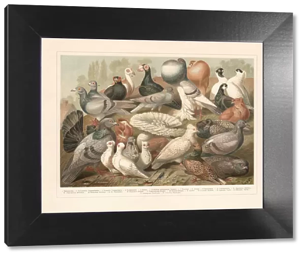 Pigeons, chromolithograph, published in 1897