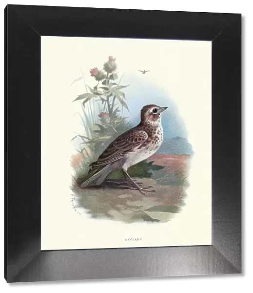 Natural history, Birds, Eurasian skylark (Alauda arvensis)