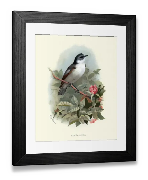 Framed Print : Natural history, Birds, European pied flycatcher (Ficedula hypoleuca) Framed Print : Natural history, Birds, European pied flycatcher (Ficedula hypoleuca)