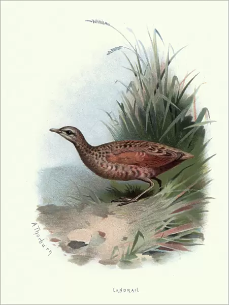 Natural history, Birds, landrail (Crex crex)