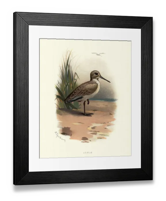 Framed Print : Natural history, Birds, dunlin (Calidris alpina) Framed Print : Natural history, Birds, dunlin (Calidris alpina)