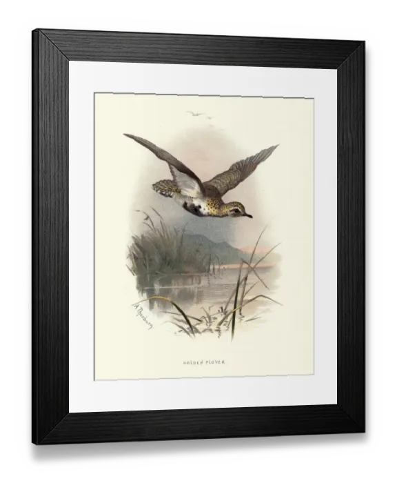 Framed Print : Natural history, Birds, European golden plover (Pluvialis apricaria) Framed Print : Natural history, Birds, European golden plover (Pluvialis apricaria)