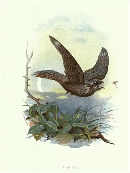 Natural history, Birds, European nightjar (Caprimulgus europaeus)