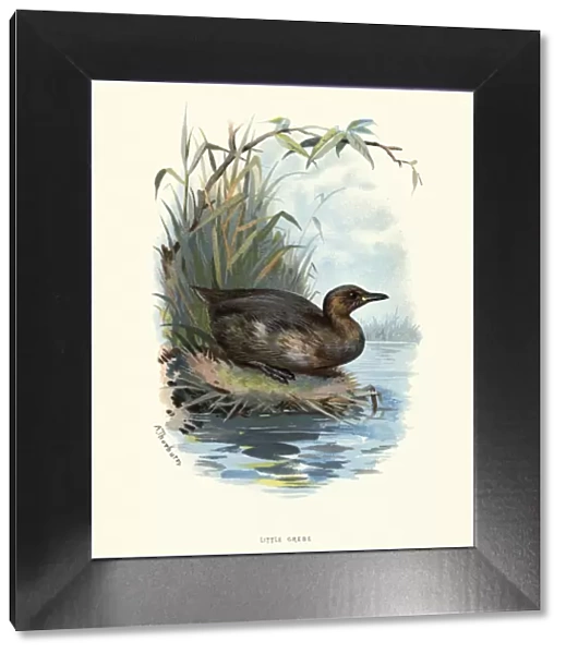 Natural history, Birds, little grebe (Tachybaptus ruficollis)