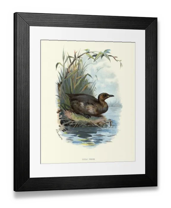 Framed Print : Natural history, Birds, little grebe (Tachybaptus ruficollis) Framed Print : Natural history, Birds, little grebe (Tachybaptus ruficollis)