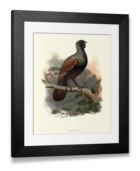 Framed Print : Natural history, Birds, western capercaillie (Tetrao urogallus)