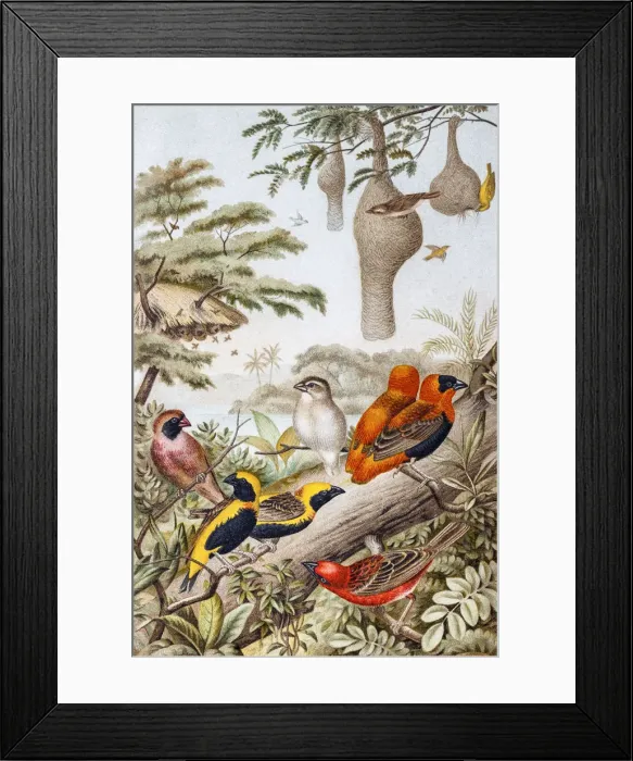 Framed Print : Weavers (Ploceidae) Framed Print : Weavers (Ploceidae)
