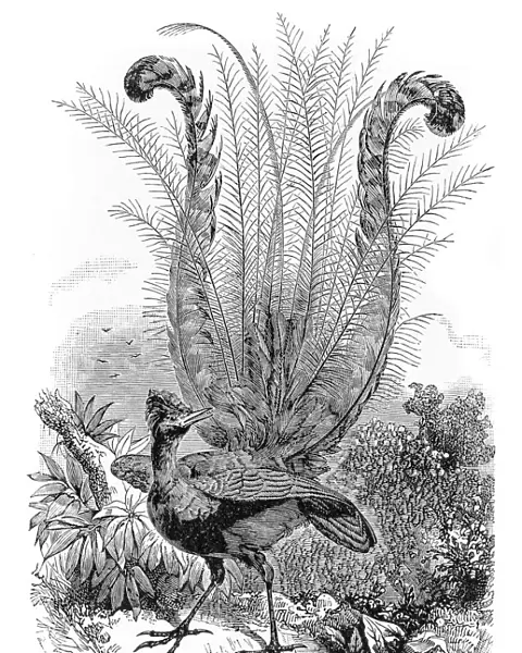 Lyre Bird Engraving 1894