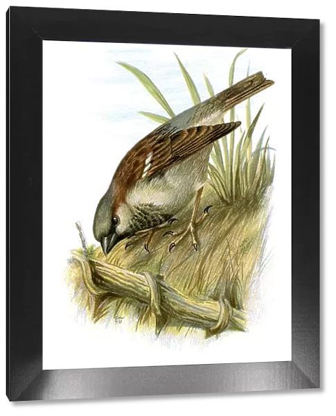 Sparrow. Vintage lithograph from 1883 of a Sparrow
