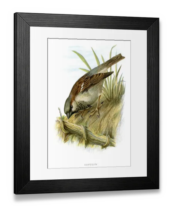 Framed Print : Sparrow. Vintage lithograph from 1883 of a Sparrow Framed Print : Sparrow. Vintage lithograph from 1883 of a Sparrow