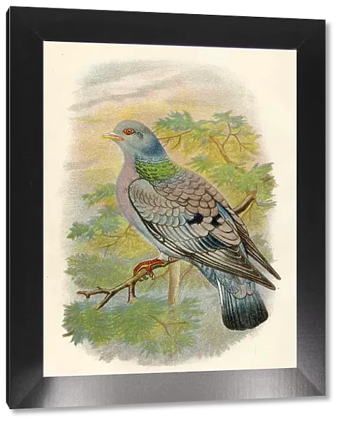 Stock dove birds from Great Britain 1897
