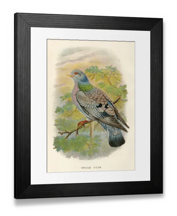 Framed Print : Stock dove birds from Great Britain 1897 Framed Print : Stock dove birds from Great Britain 1897