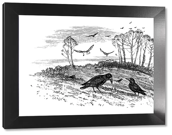 Rooks. Vintage engraving from 1883 of a Rooks 