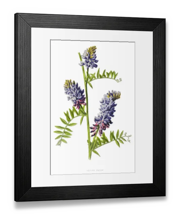 Framed Print : tufted vetch, cow vetch, bird vetch, blue vetch, boreal vetch Framed Print : tufted vetch, cow vetch, bird vetch, blue vetch, boreal vetch