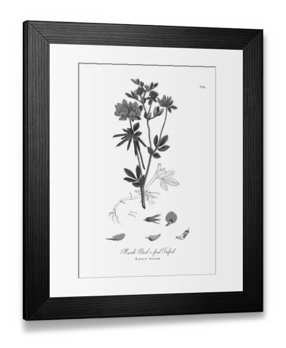 Framed Print : Beautifully Illustrated Antique Engraved Marsh Birdas-foot Trefoil, Lotus major Framed Print : Beautifully Illustrated Antique Engraved Marsh Birdas-foot Trefoil, Lotus major