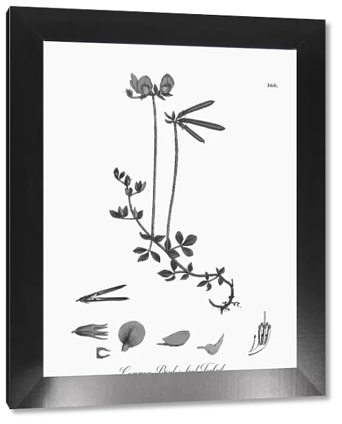 Beautifully Illustrated Antique Engraved Common Birdas-foot Trefoil, Lotus eu-corniculatus