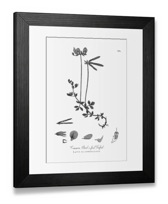 Framed Print : Beautifully Illustrated Antique Engraved Common Birdas-foot Trefoil, Lotus eu-corniculatus Framed Print : Beautifully Illustrated Antique Engraved Common Birdas-foot Trefoil, Lotus eu-corniculatus