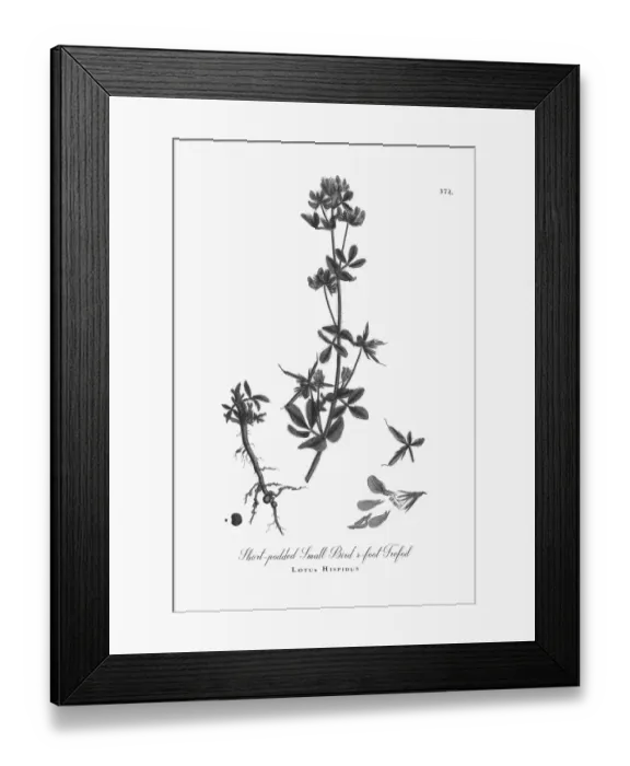 Framed Print : Beautifully Illustrated Antique Engraved Short-podded Small Birdas-foot Trefoil, Lotus Hispidus Framed Print : Beautifully Illustrated Antique Engraved Short-podded Small Birdas-foot Trefoil, Lotus Hispidus