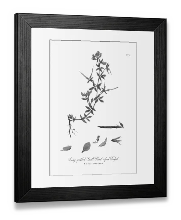 Framed Print : Beautifully Illustrated Antique Engraved Long-podded Small Birdas-foot Trefoil, Lotus diffusus Framed Print : Beautifully Illustrated Antique Engraved Long-podded Small Birdas-foot Trefoil, Lotus diffusus