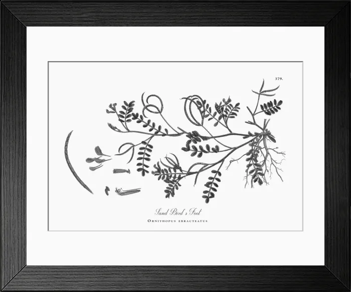 Framed Print : Beautifully Illustrated Antique Engraved Sand Birdas Foot, Ornithopus ebracteatus Framed Print : Beautifully Illustrated Antique Engraved Sand Birdas Foot, Ornithopus ebracteatus
