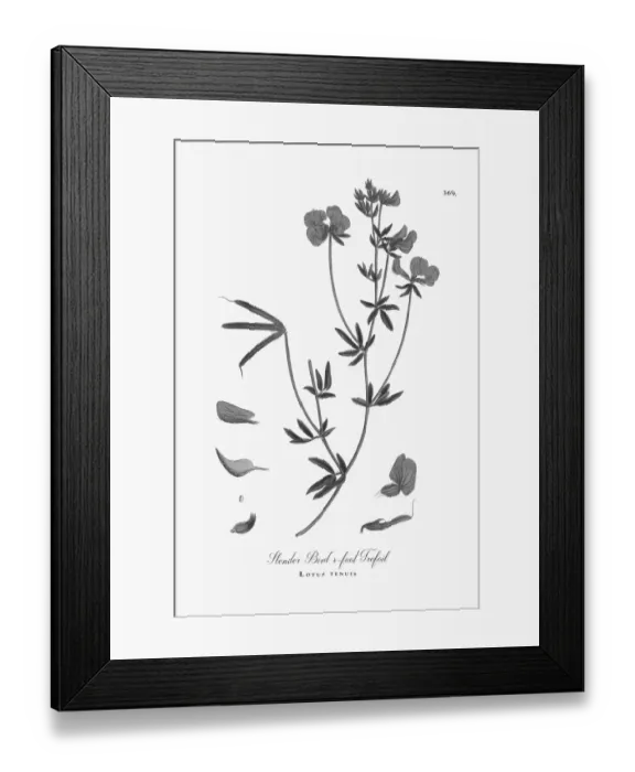 Framed Print : Beautifully Illustrated Antique Engraved Slender Birdas-foot Trefoil, Lotus tenuis Framed Print : Beautifully Illustrated Antique Engraved Slender Birdas-foot Trefoil, Lotus tenuis