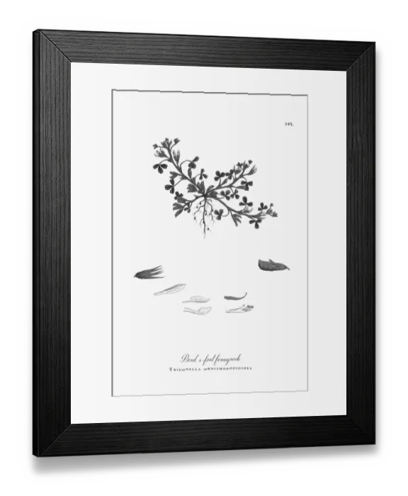 Framed Print : Engraved Victorian Botanical Illustration Birdas-foot fenugreek, Trigonella ornithopodioides