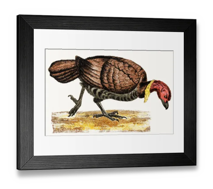 Framed Print : The Australian brushturkey or Australian brush-turkey or gweela (Alectura lathami) Framed Print : The Australian brushturkey or Australian brush-turkey or gweela (Alectura lathami)