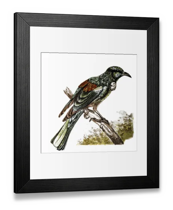 Framed Print : The tui (Prosthemadera novaeseelandiae) Framed Print : The tui (Prosthemadera novaeseelandiae)