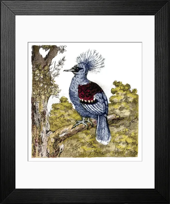 Framed Print : The crowned pigeons (Goura) Framed Print : The crowned pigeons (Goura)