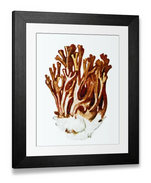 Framed Print : Ramaria botrytis, commonly known as the clustered coral, the pink-tipped coral mushroom Framed Print : Ramaria botrytis, commonly known as the clustered coral, the pink-tipped coral mushroom