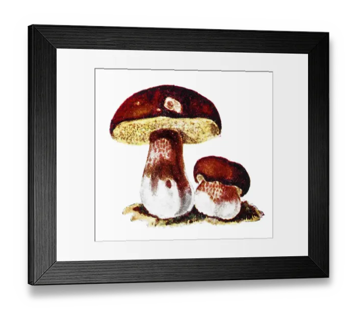 Framed Print : Boletus edulis (English: penny bun, cep, porcino or porcini) Framed Print : Boletus edulis (English: penny bun, cep, porcino or porcini)