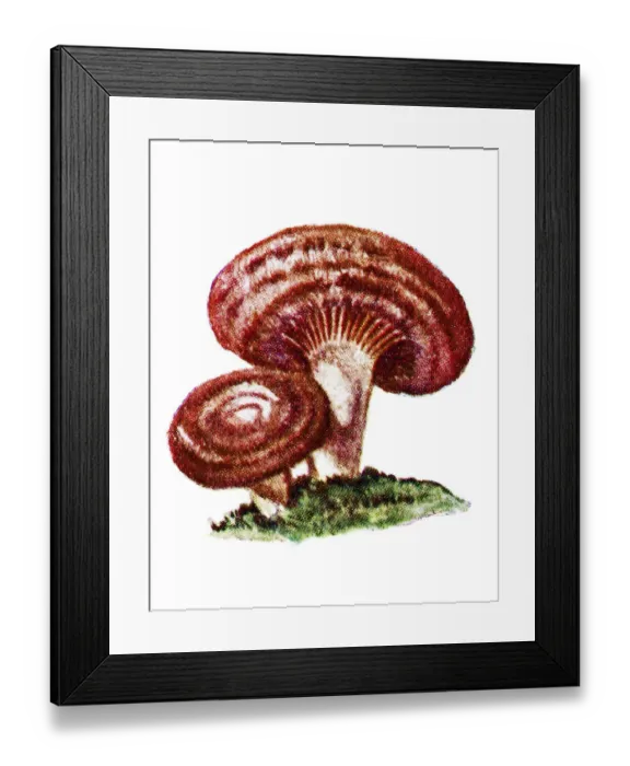 Framed Print : Lactarius torminosus (woolly milkcap or bearded milkcap) Framed Print : Lactarius torminosus (woolly milkcap or bearded milkcap)