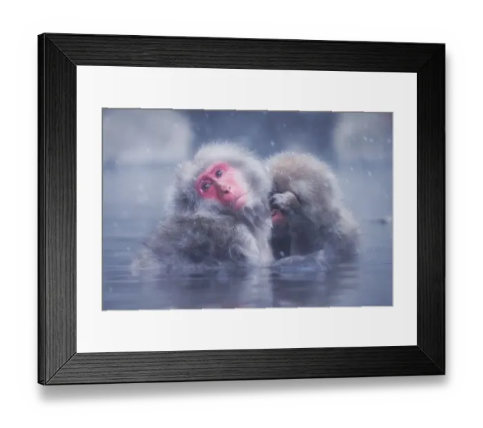 Framed Print : Mountain monkeys in Jigokudani Monkey Park, Nagano Framed Print : Mountain monkeys in Jigokudani Monkey Park, Nagano