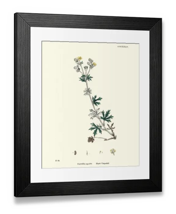 Framed Print : Botanical print, Potentilla argentea, Hoary cinquefoil Framed Print : Botanical print, Potentilla argentea, Hoary cinquefoil