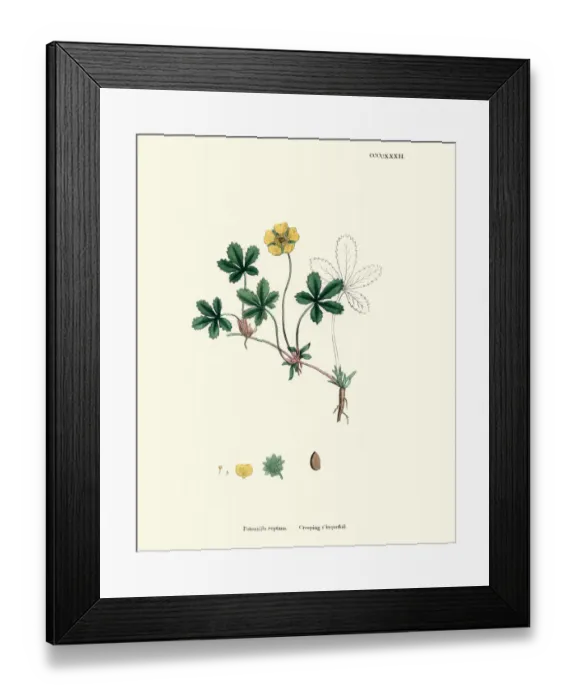 Framed Print : Botanical print, Potentilla reptans, creeping tormentil Framed Print : Botanical print, Potentilla reptans, creeping tormentil