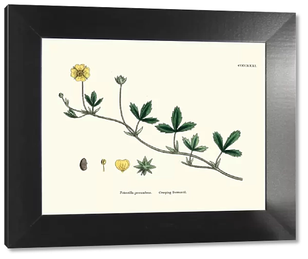 Botanical print, Potentilla procumbens, creeping tormentil