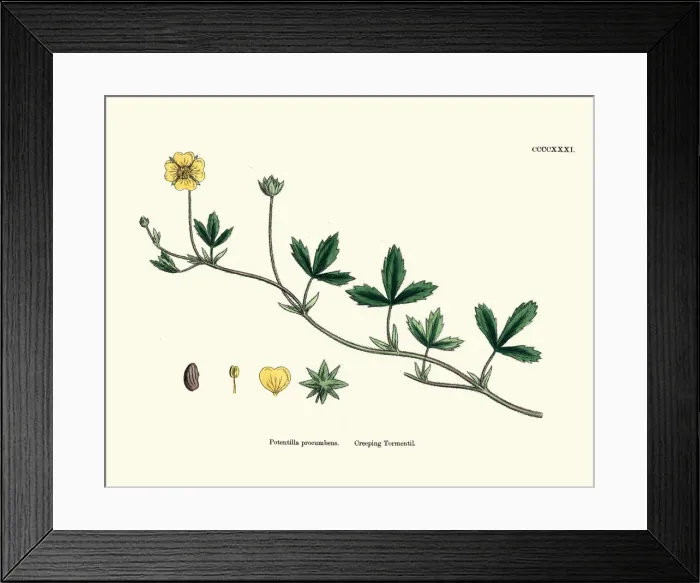 Framed Print : Botanical print, Potentilla procumbens, creeping tormentil Framed Print : Botanical print, Potentilla procumbens, creeping tormentil