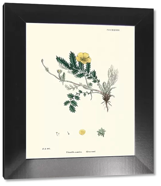 Botanical print, Argentina anserina, Potentilla anserina, silverweed