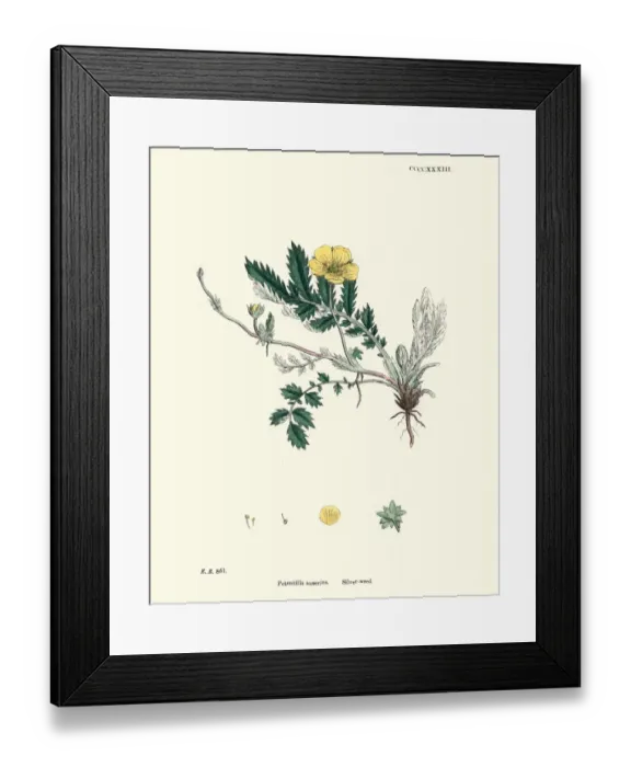Framed Print : Botanical print, Argentina anserina, Potentilla anserina, silverweed Framed Print : Botanical print, Argentina anserina, Potentilla anserina, silverweed