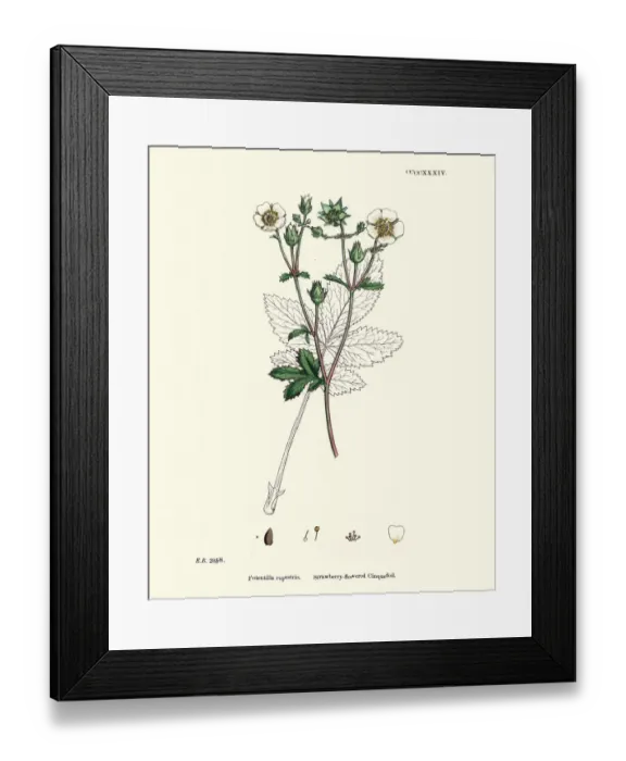 Framed Print : Botanical print, Potentilla rupestris, Strawberry flowered cinquefoil Framed Print : Botanical print, Potentilla rupestris, Strawberry flowered cinquefoil