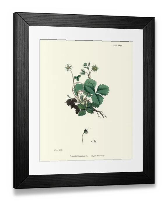 Framed Print : Botany, Potentilla sterilis, barren strawberry, Flower, plant, botanical print Framed Print : Botany, Potentilla sterilis, barren strawberry, Flower, plant, botanical print
